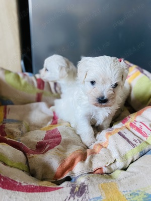 Bichon Maltez talie mica
