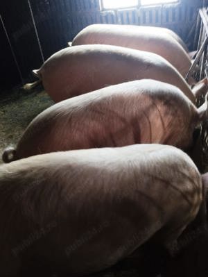 Porci si scroafa de  vanzare 110-250kg 