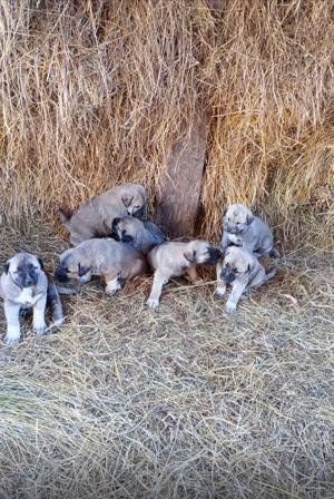 Vând căței rasa Kangal  - imagine 2