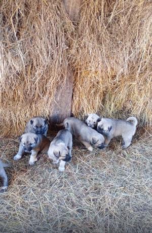 Vând căței rasa Kangal  - imagine 3
