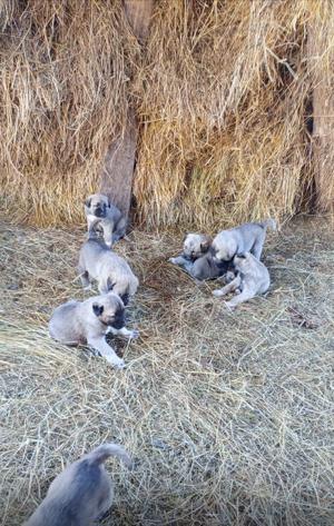 Vând căței rasa Kangal  - imagine 4