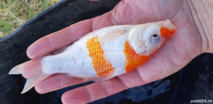 crap koi
