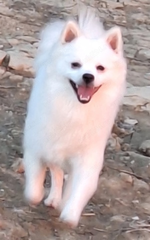Pomeranian spitz