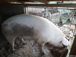 vand porc