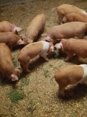 Vând purcei rasa duroc. 