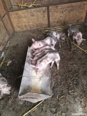 Scrofite si virtuți rasă pietrain belgian