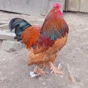 Porumbei gălățeni,cocoși ,rațe - imagine 4