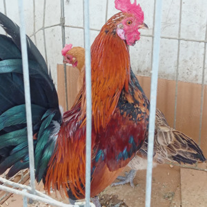 Cocoși și găini pitice