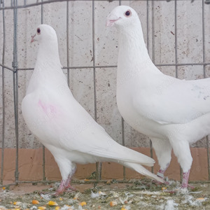 Porumbei gălățeni,cocoși ,rațe - imagine 2