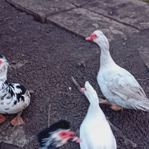 Porumbei gălățeni,cocoși ,rațe - imagine 5