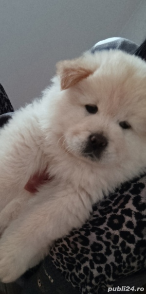 puiuți dragalași chow chow 