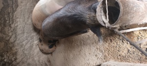 Vand porci grasi