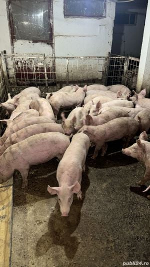 Vand porci si purcei