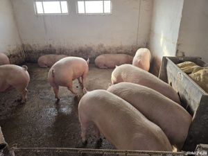 Vand porci si purcei