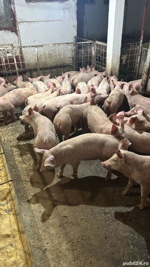 Porci si Purcei - imagine 2