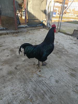Cocos australorp negru