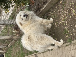 Mascul Samoyed  - imagine 2 Mascul Samoyed  - imagine 2