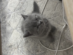 British shorthair 