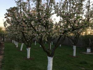 Ciopani vila 5 camere teren 4000 mp - imagine 12