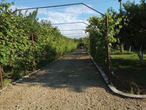 Ciopani vila 5 camere teren 4000 mp - imagine 8