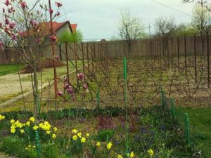 Ciopani vila 5 camere teren 4000 mp - imagine 10