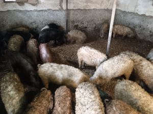 Vând vier mangalita