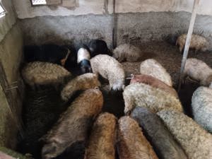 Vând vier mangalita - imagine 2