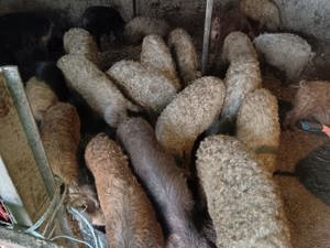 Vând vier mangalita - imagine 3