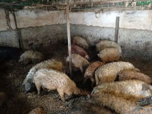 Vând vier mangalita - imagine 4