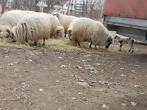 Vând oi țurcane  - imagine 2