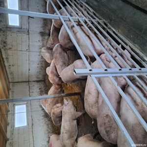 vand porci 100 140 de kg 