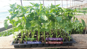 Vand rasaduri legume : Rasad de rosii   tomate castraveti ardei vinete - imagine 3