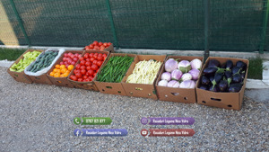 Vand rasaduri legume : Rasad de rosii   tomate castraveti ardei vinete - imagine 6