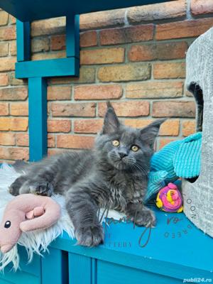 Pui pisica rasa  Maine Coon