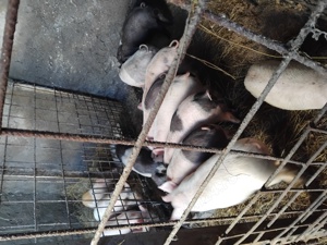 Porci de 9 săptămâni de vânzare,