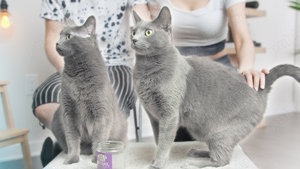 Pui pisică Korat disponibili 