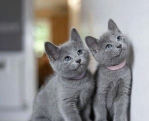 Puiuți Albastru de Rusia.  Asigur transport  - imagine 4