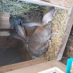 Uriaș german gri   - imagine 2