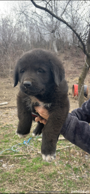 Pui Ciobanesc Corb  - imagine 4