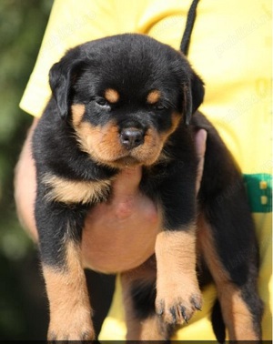 Rottweiler talie mare, ideal pentru paza si protectie 