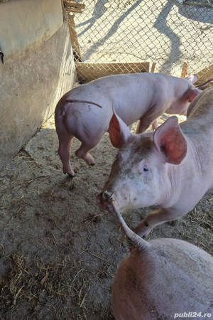 Porci de vanzare