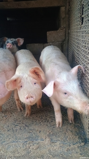 Vand porci  - imagine 4