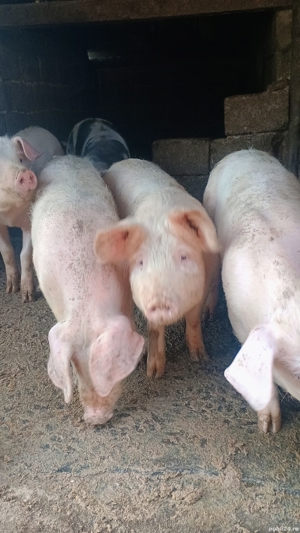 Vand porci 