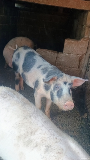 Vand porci  - imagine 2