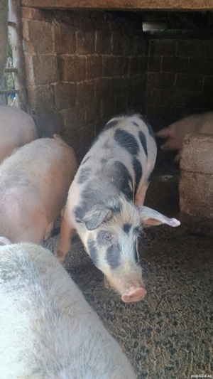 Vand porci  - imagine 3