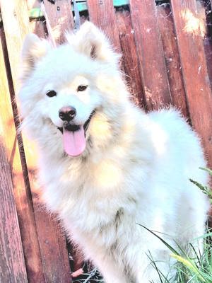 Samoyed fetita 3 ani
