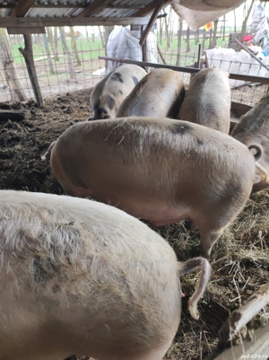 Vand porci garsi