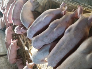 Purcei 20kg-60kg  - imagine 2