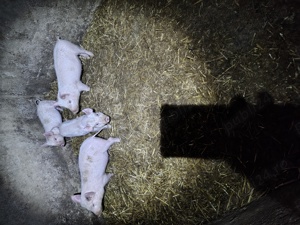 Patru purcei de vânzare 2masculi și 2purcele - imagine 3