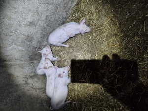 Patru purcei de vânzare 2masculi și 2purcele